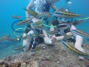 Diving in Kemer - Turkiye Saki Tours