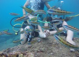 Diving in Kemer - Turkiye Saki Tours