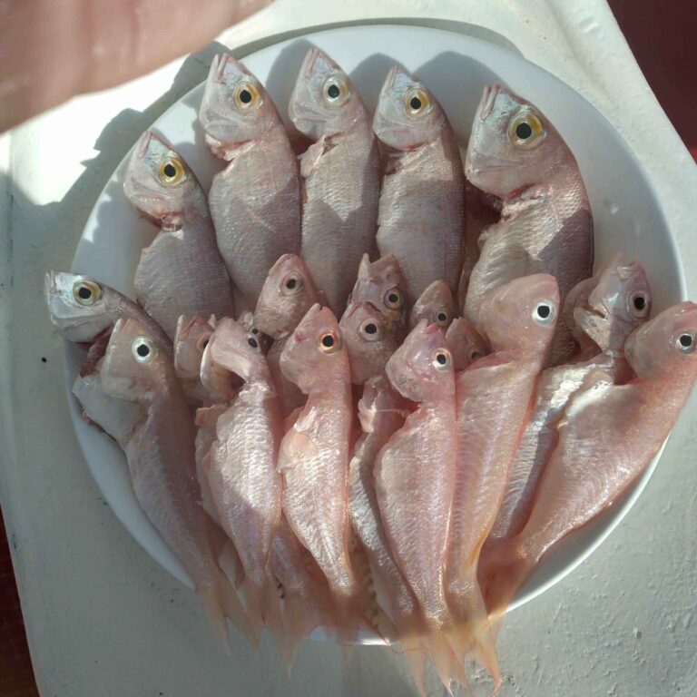 Kemer Fishing Tour