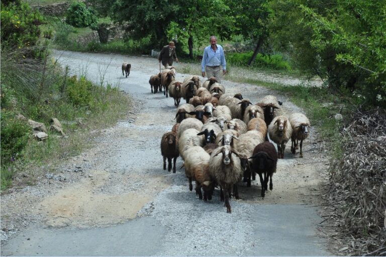Alanya City Tour – All in One