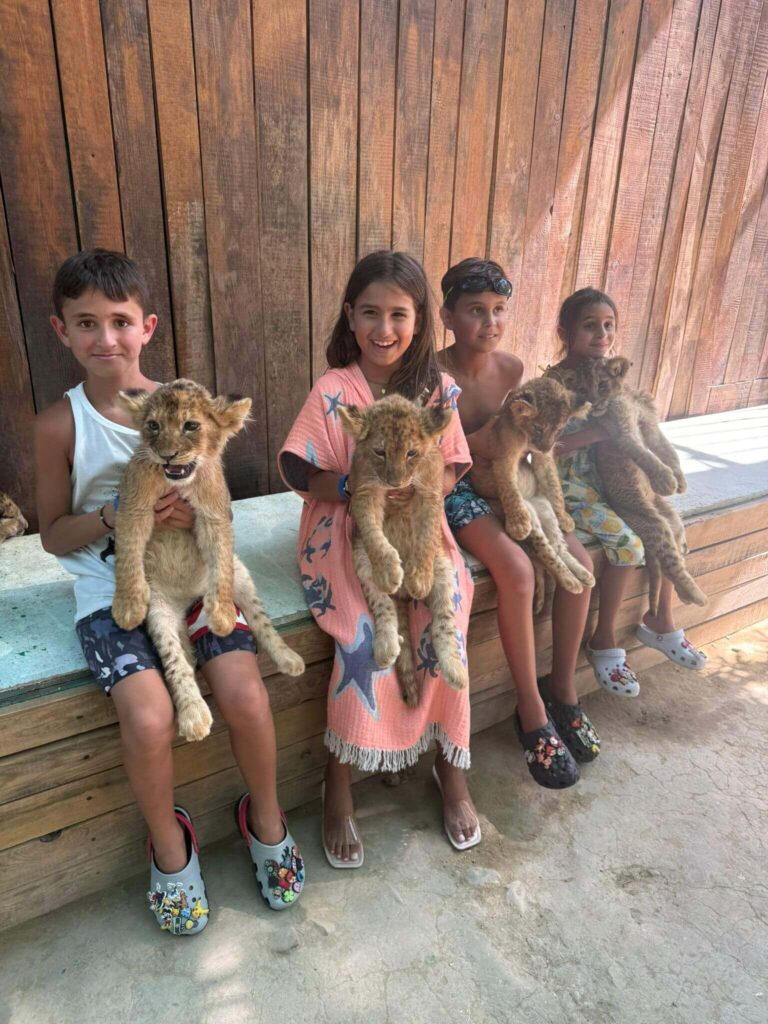 Lion Park Safari (Cabrio Bus & Boat Tour & Lion Park)