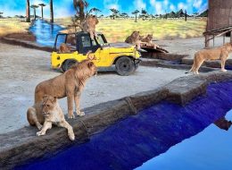 Lion Park Safari (Cabrio Bus & Boat Tour & Lion Park) - Turkiye Saki Tours