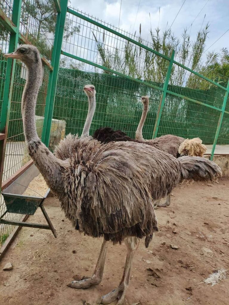 Afternoon Green Canyon & Zoo & Manavgat Waterfall Tour (from Alanya & Side Areas)