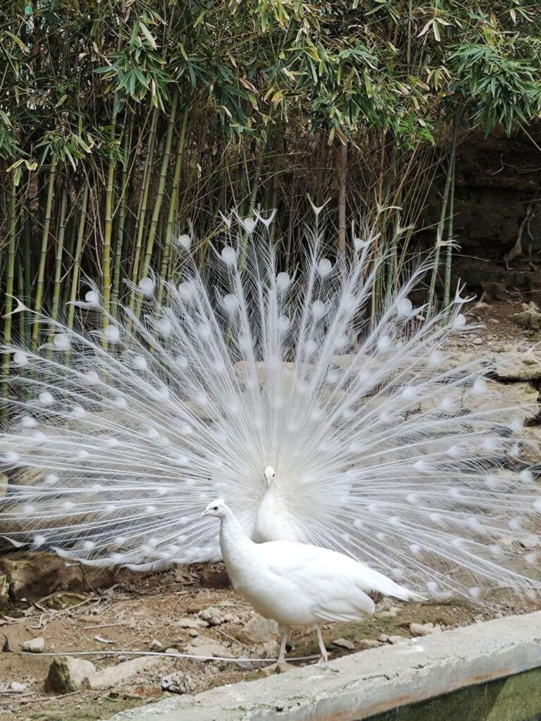 Afternoon Green Canyon & Zoo & Manavgat Waterfall Tour (from Alanya & Side Areas)