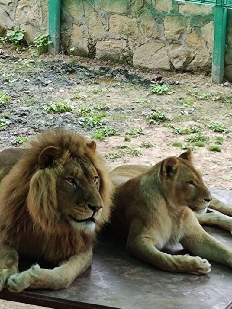 Afternoon Green Canyon & Zoo & Manavgat Waterfall Tour (from Alanya & Side Areas)